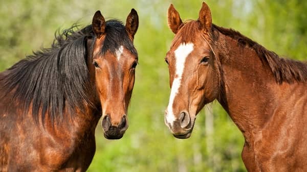 La Junta alerta de dos casos de fiebre del Nilo en caballos