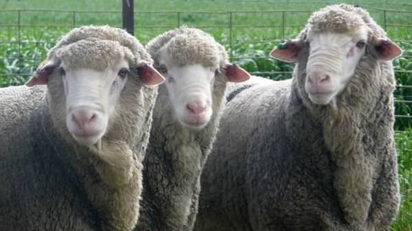 La Diputación anuncia la venta de ganado ovino de la raza Merino Precoz