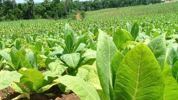 Agricultura publica el pago de la ayuda a la producción integrada del tabaco 2021