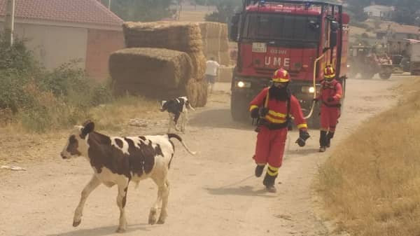 Navalmoral recoge ayuda para los animales afectados en el incendio de Ávila