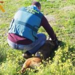 Agentes del SEPRONA de Cáceres detienen a un hombre que se hacía pasar por veterinario