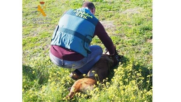 Agentes del SEPRONA de Cáceres detienen a un hombre que se hacía pasar por veterinario