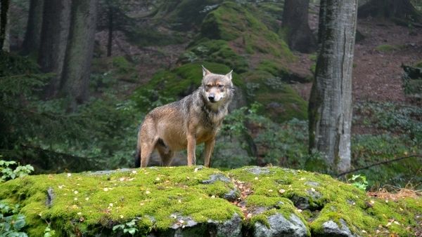 Se detecta la presencia de un lobo en el término de Villanueva de la Vera