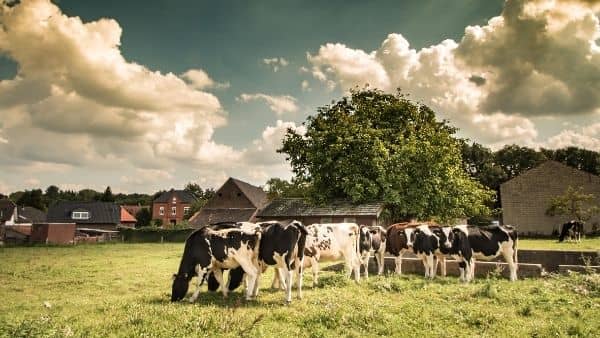 708 explotaciones de vacuno, ovino y caprino recibirán ayudas directas para el sector lácteo extremeño