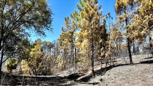 El INFOEX estabiliza el incendio en Sierra de Gata y apunta que ha sido intencionado