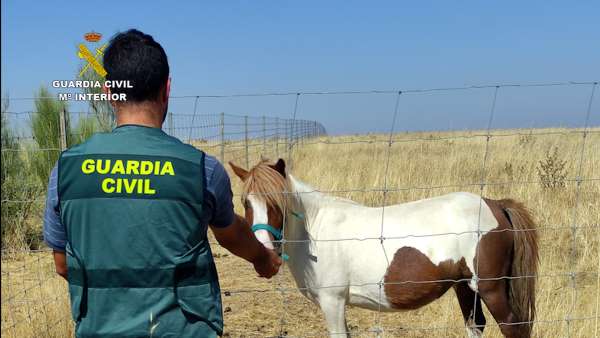 Detenidos por estafa los 3 compradores de 7 ponis vendidos en Navarra y localizados en Extremadura