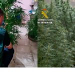La Guardia Civil aprehende más de 60 plantas de marihuana localizadas en parcelas y patios