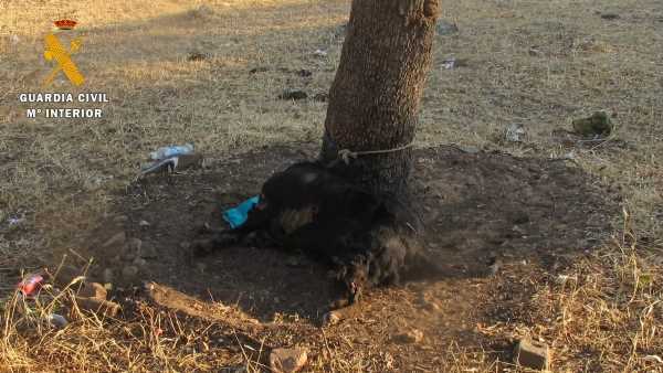 Varón de 30 años investigado tras hallar el cadáver de un perro atado al tronco de una encina
