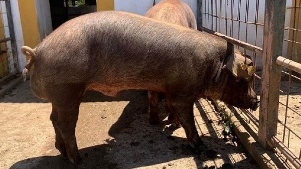 Nueva subasta de 28 machos de ganado porcino raza Duroc