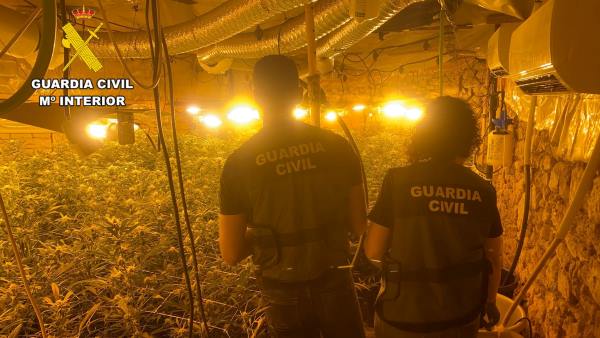 Descubren 286 plantas de marihuana en una vivienda con enganche ilegal a la luz