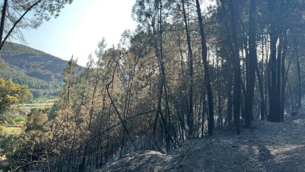 La Junta declara Zona de Actuación Urgente la superficie afectada por el incendio de las Hurdes y Sierra de Gata