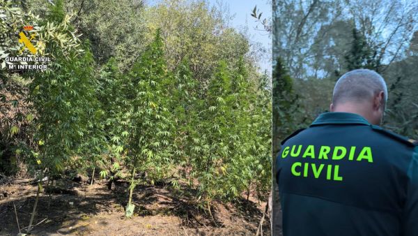 53 plantas