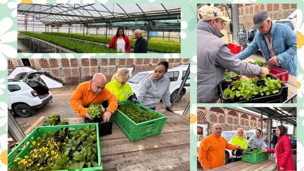 plantas ornamentales