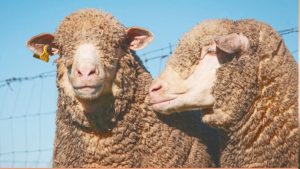 machos merino precoz