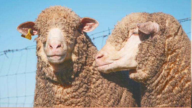 machos merino precoz