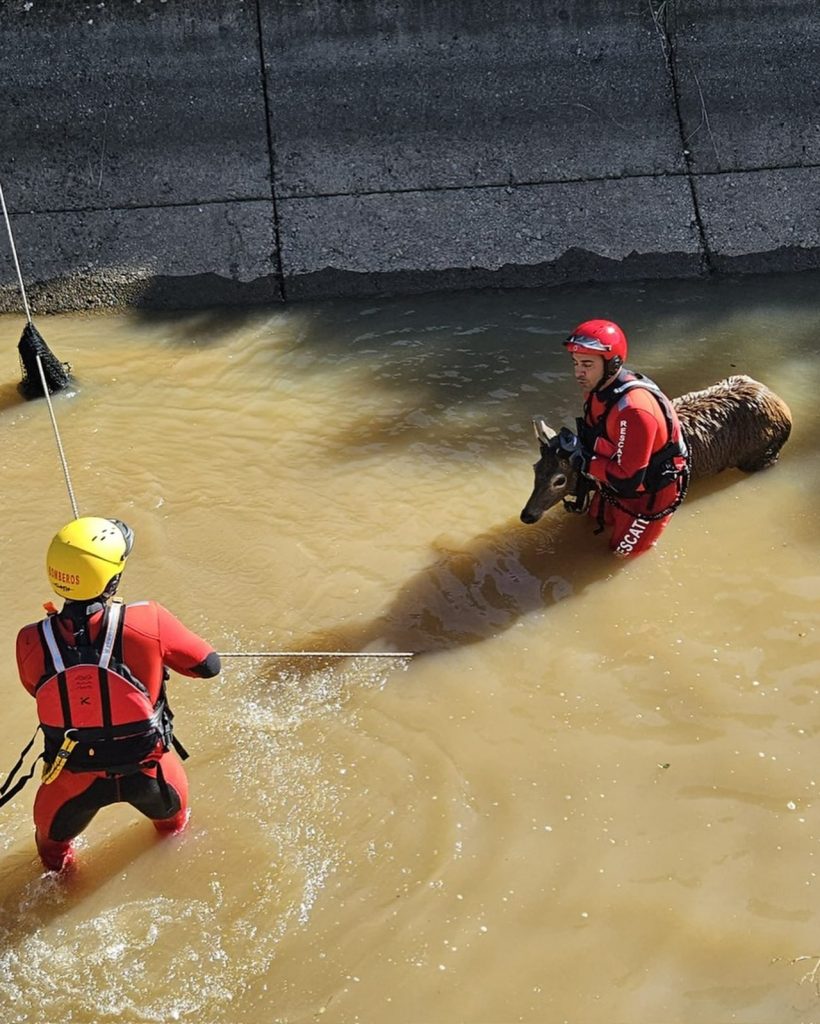 bomberos del sepei
