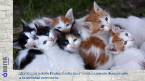 llamamiento desesperado