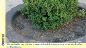 plantas ornamentales