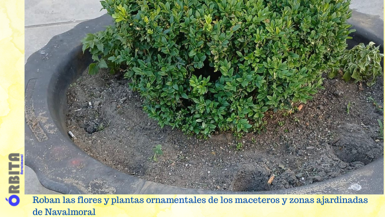 plantas ornamentales