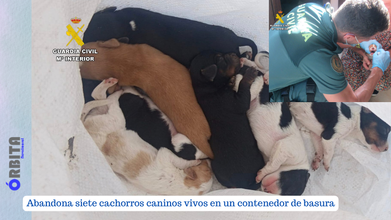 cachorros