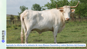 subasta pública