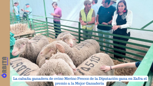merino precoz